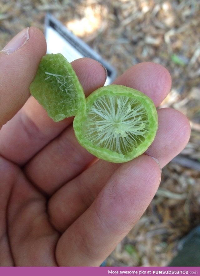 The inside of a premature orange