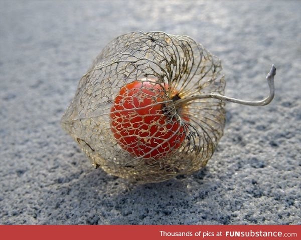 The fruit of the Chinese Lantern