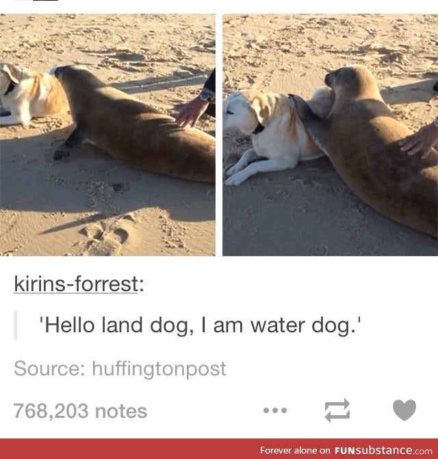 hello land dog