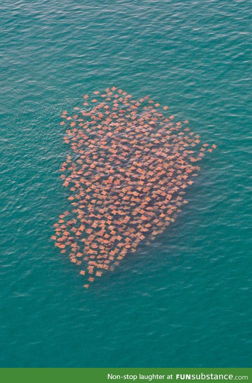 A School of Manta Rays