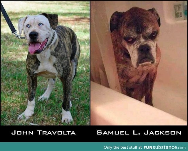 Dog of John Travolta and Samuel L. Jackson