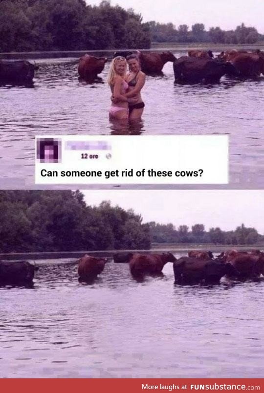 Bovine love