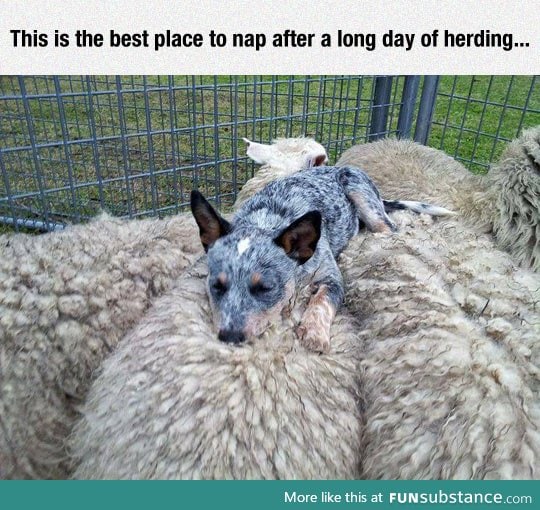 Fell asleep counting sheep