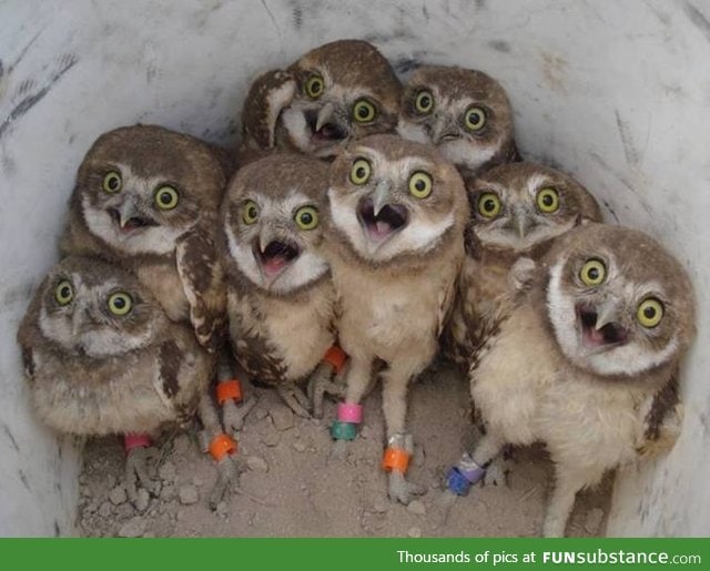 Excited owls