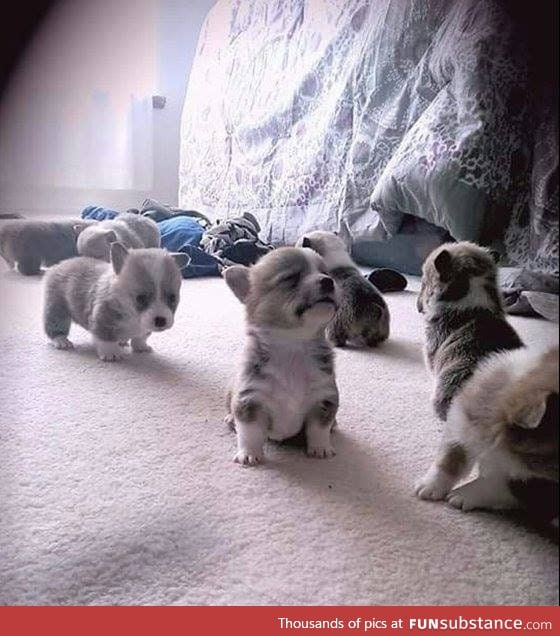 3-week old Corgis