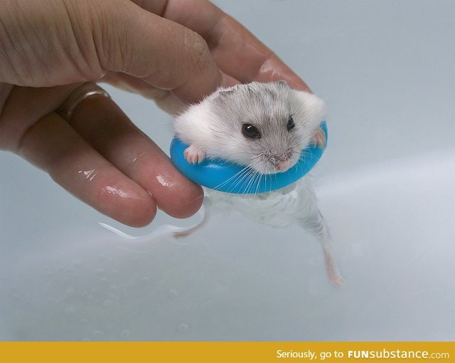 Hamster going swimming