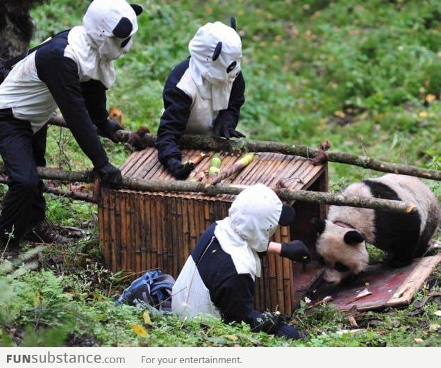 How Chinese researchers cage a panda