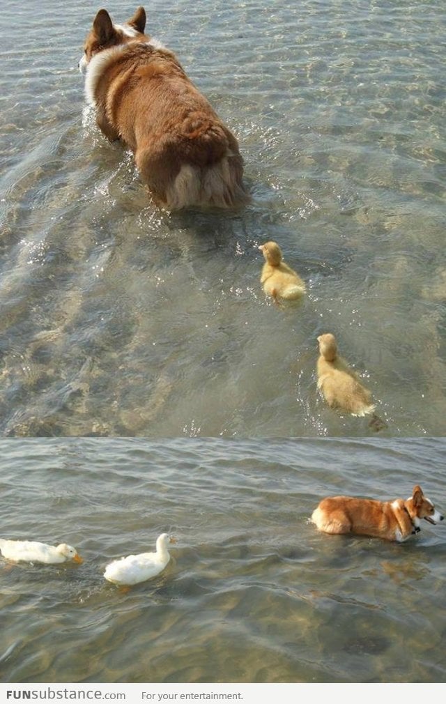 Ducklings following a corgi