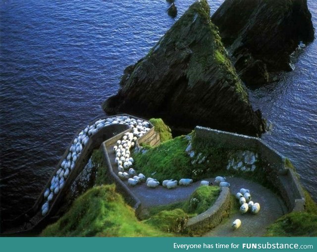 Rush hour in rural Ireland