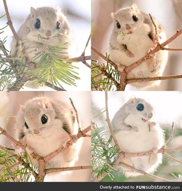 Meet Ezo momonga - flying squirrel from northern Japan (Hokkaido)