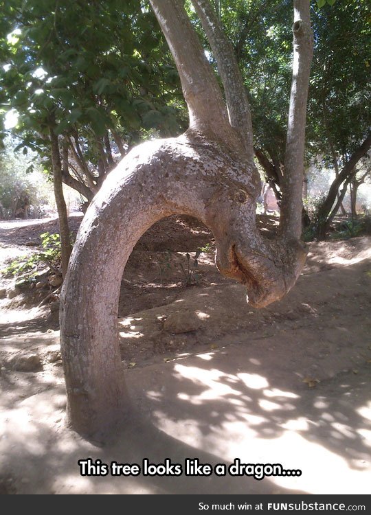 The great dragon tree