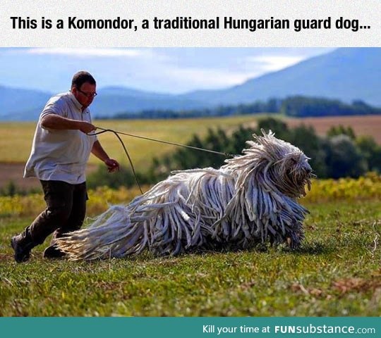 It seems that mops are the best guard dogs