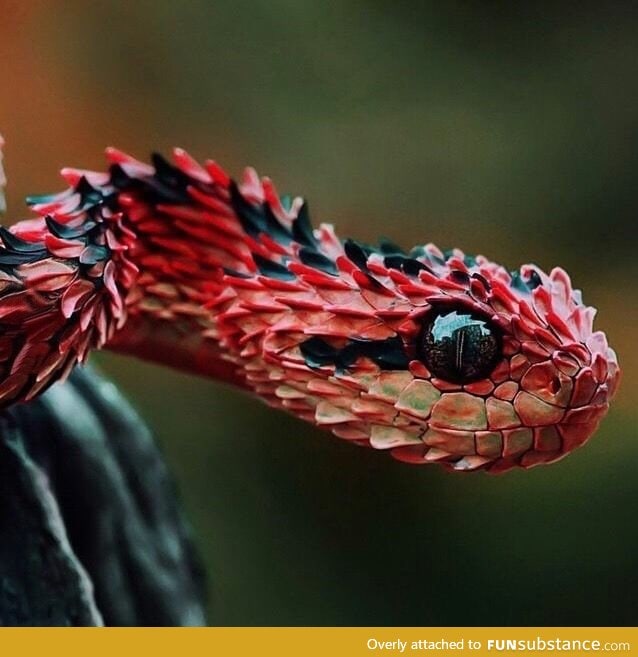 One of the most gorgeous snakes, hairy bush-viper