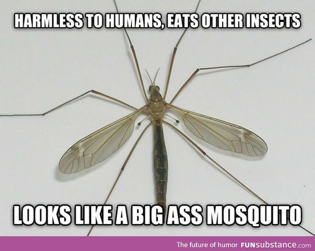 Bad luck crane fly