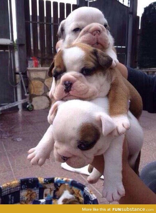 Bulldog puppy sandwich