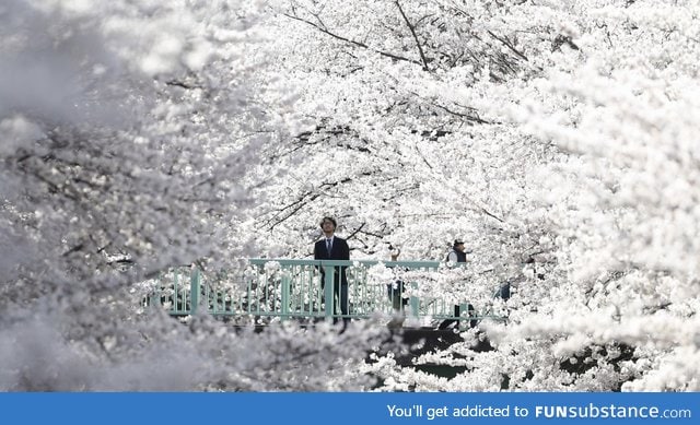 Cherry blossom in full bloom, Tokyo, Japan