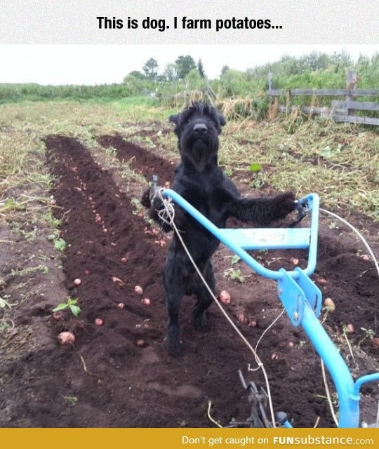 Farmer at work