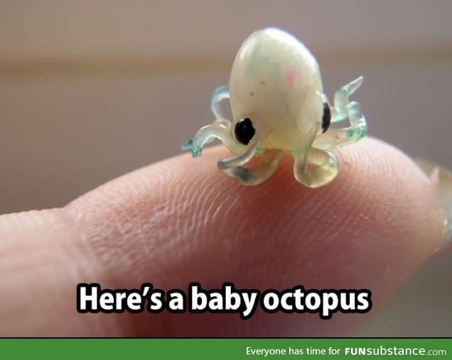 Here's a baby octopus