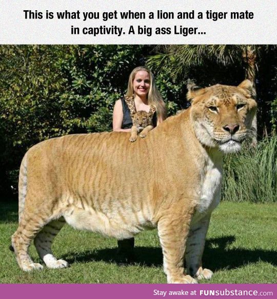 I present to you the mighty liger