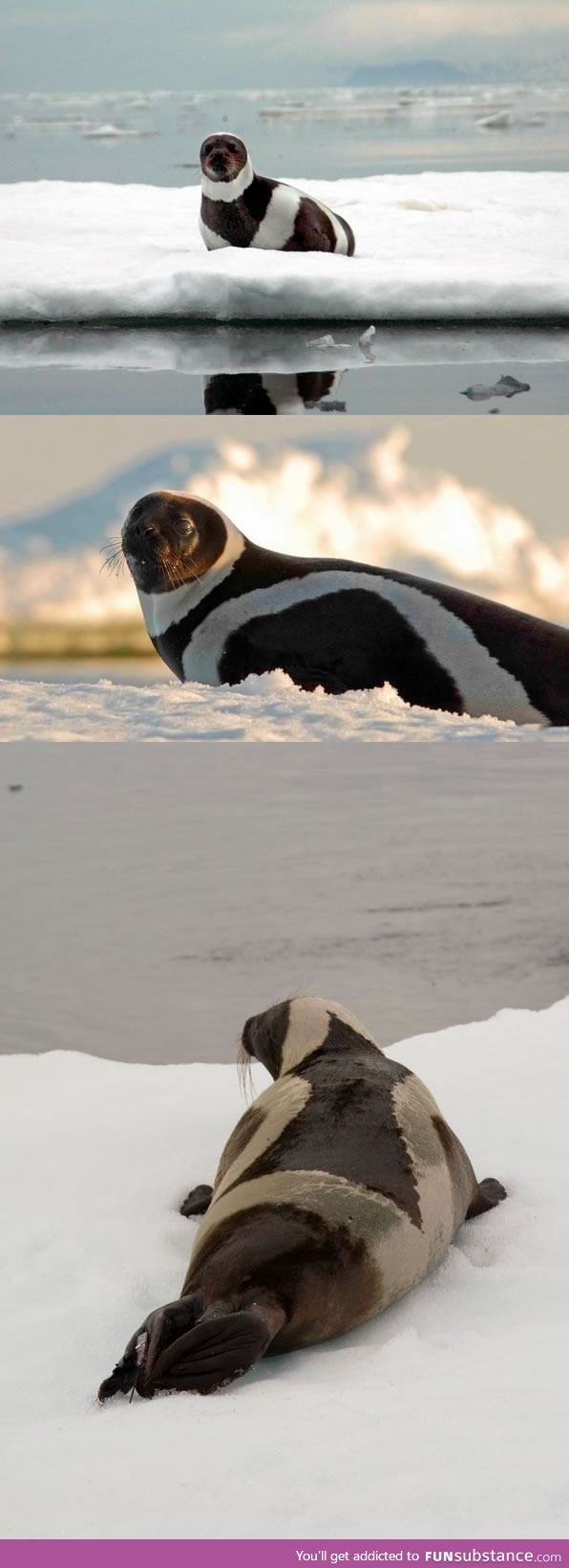 Here's A Rare Arctic Ribbon Seal