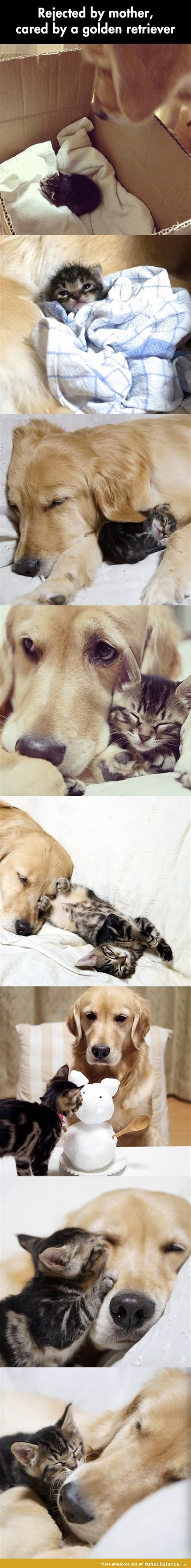 Dog looks after kitten