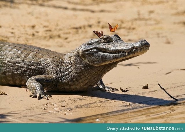 Butterflies make alligator feel beautiful