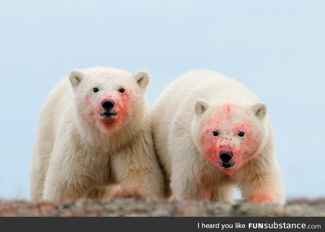 Polar bears aren't always cute and cuddly