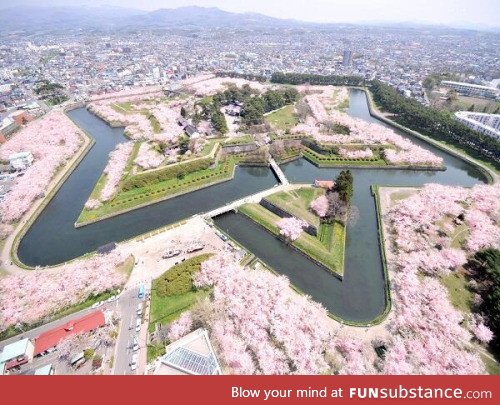 Cherry trees in bloom