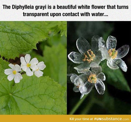 The transparent Diphylleia Grayi