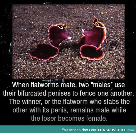 Flatworms are merciless