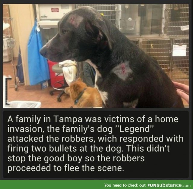 Bravest dog