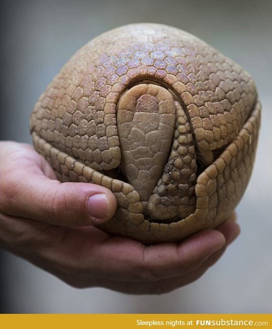 A defensive armadillo