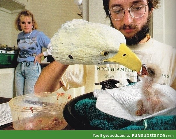 Orphan eagle chick being fed