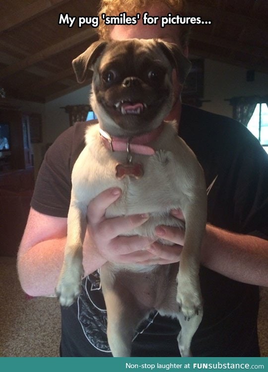 Photogenic pug