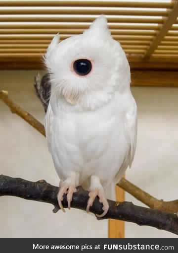 An albino owl.