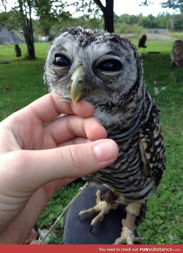 There's a bird on the beak of this bird