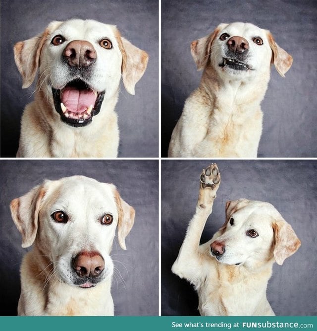 Dog in a photo booth