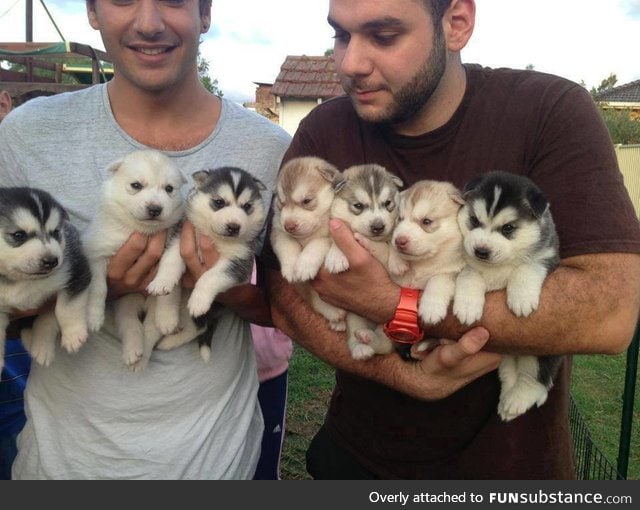 Who wants a husky?