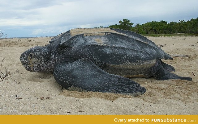 I will also post threatened or endangered speices. This is the Leatherback sea turtle