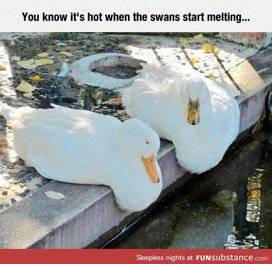 Climate change is affecting swans