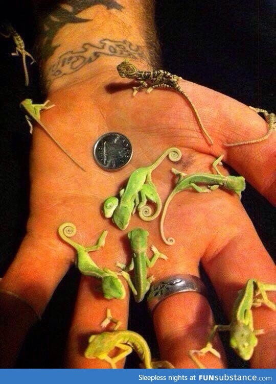 Baby chameleons