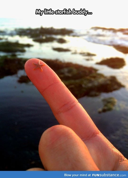 Tiny starfish