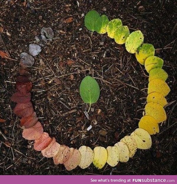 The Life Cycle of a Leaf