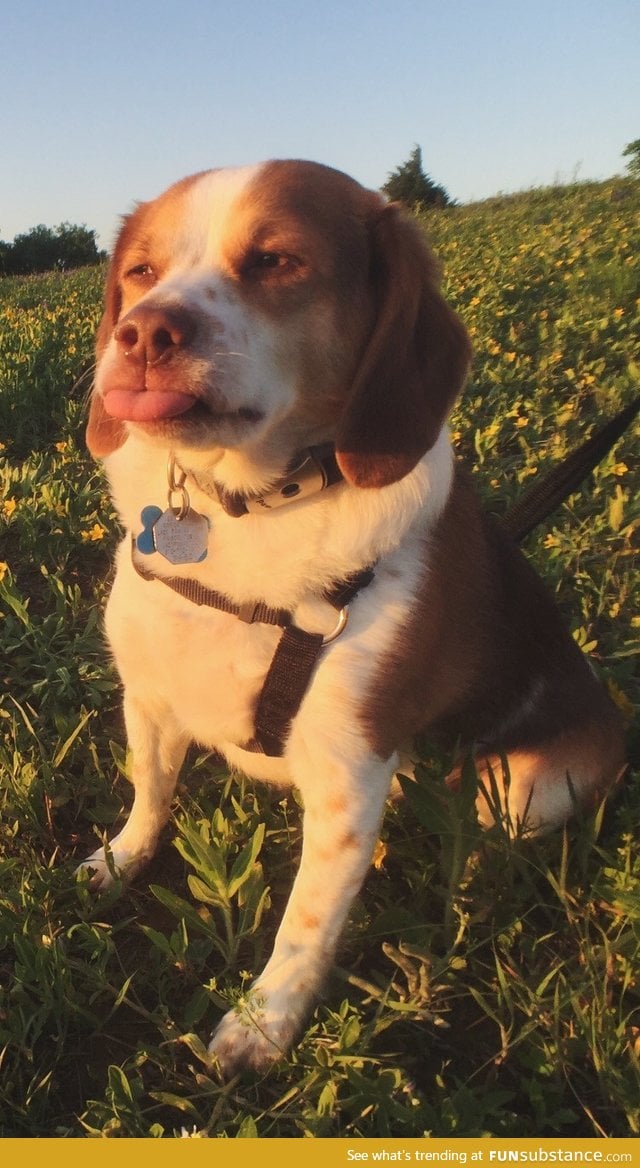 Was trying to take a nice photo of my dog today