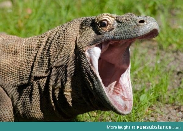 When U so happy you turn into a komodo dragon.