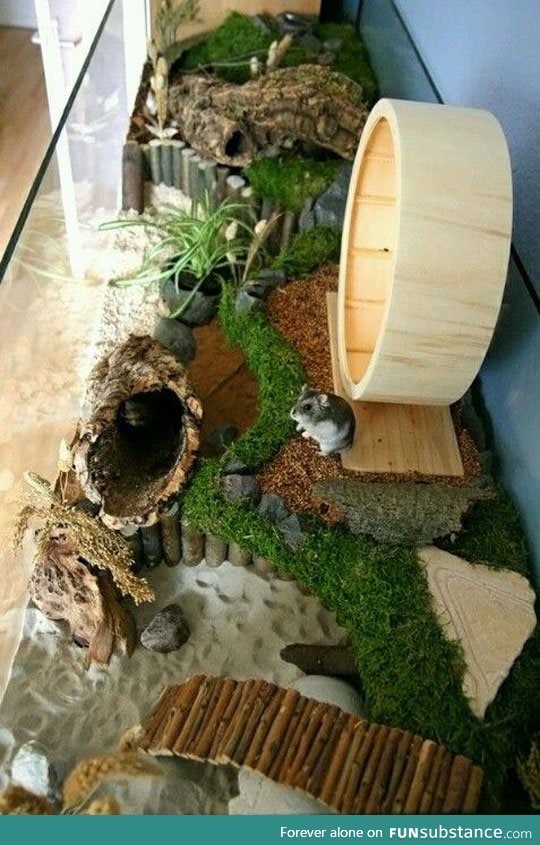 Hamster paradise