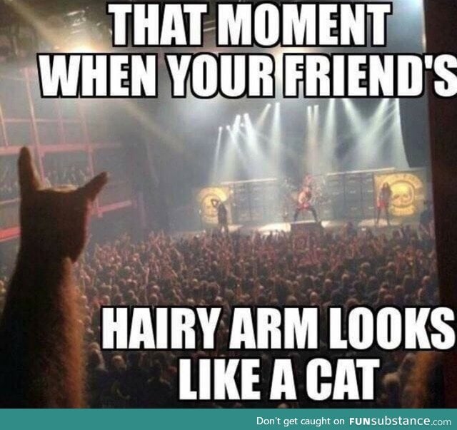 Metal cats