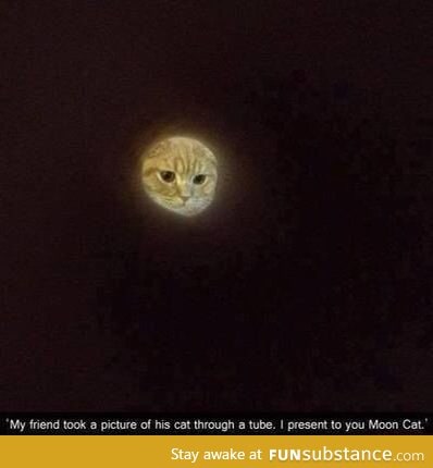 Moon Cat