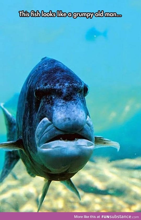 Old man fish