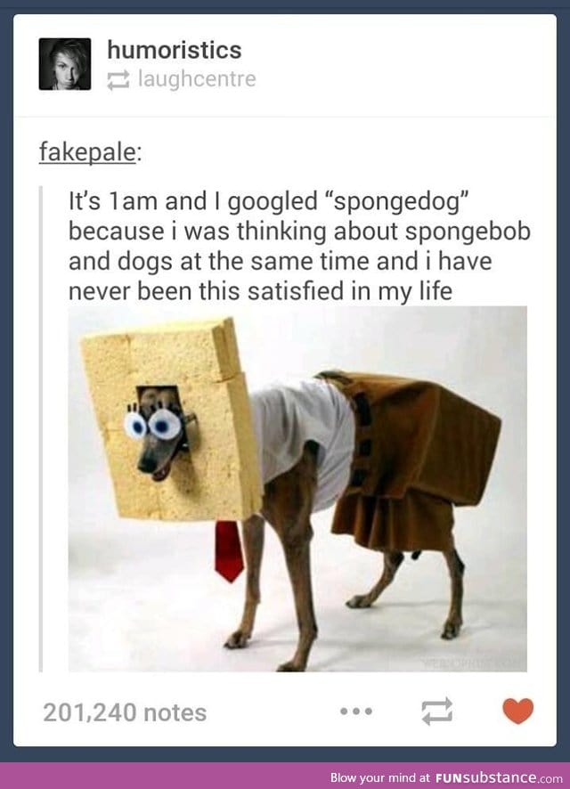 Spongedog